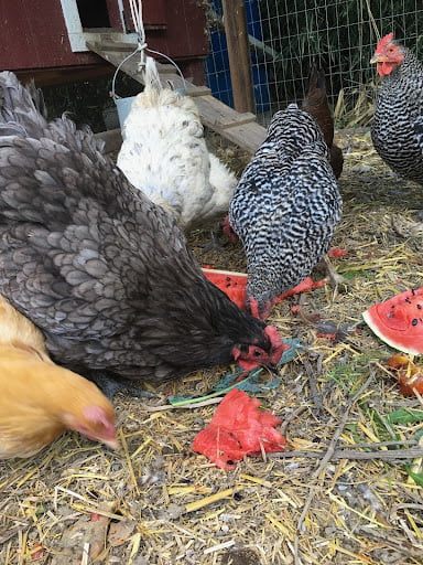 Feeding Chickens: The Ultimate Guide to Healthy Kitchen Scraps and ...