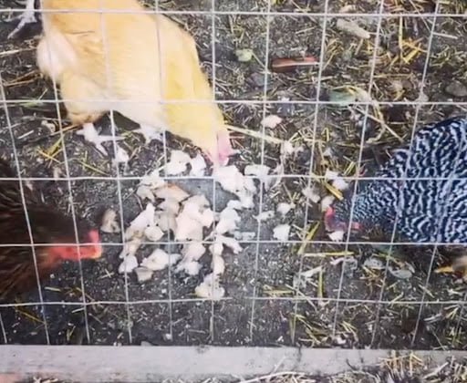 Feeding Chickens: The Ultimate Guide to Healthy Kitchen Scraps and ...