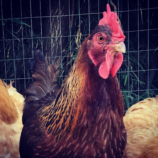 Feeding Chickens Scraps Uk